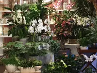 La Fioreria Lugano®