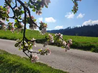 Gasthof Bären – click to enlarge the image 11 in a lightbox