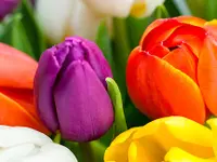 Blumen Grütter