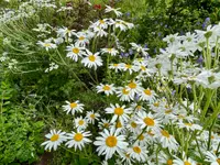Wildblumendienst