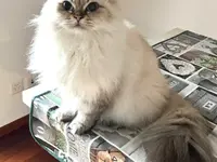 Wind im Hundefell