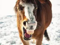 Cynthia Ostéo Animaux - Klicken Sie, um das Bild 2 in einer Lightbox vergrössert darzustellen