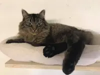 Hôtel pour chats 'Le Clozaley'