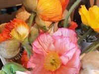 Vert'ige Fleurs
