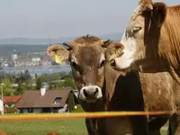 somm ag fleisch & comestibles schrofen - Klicken Sie, um das Bild 3 in einer Lightbox vergrössert darzustellen