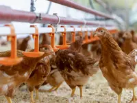 Soller Junghennen AG