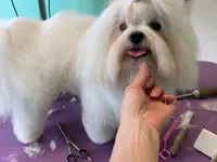 Sammy Toelettatura Pet Shop