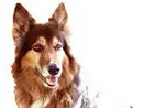 Hunde-Schule Manuela Albrecht