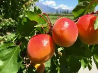 Les Fruits Défendus Sàrl - Klicken Sie, um das Bild 6 in einer Lightbox vergrössert darzustellen