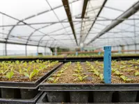 Gartenbauschule Hünibach - Klicken Sie, um das Bild 5 in einer Lightbox vergrössert darzustellen