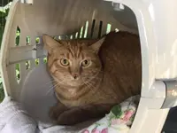 Hôtel pour chats 'Le Clozaley'