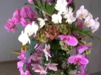 Blumen Jakob