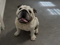 Hundesalon Isidora