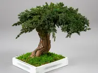 Vegetal Trend Sàrl