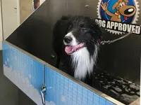 Amico Animale