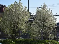 Espace Arbres Monod SA