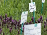 Pflanzencenter Fehr - Klicken Sie, um das Bild 4 in einer Lightbox vergrössert darzustellen