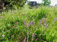 Wildblumendienst