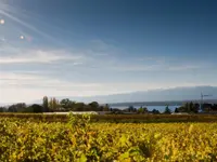Domaine de la Côte d'Or