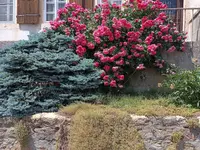 Mémoires d'Arbres
