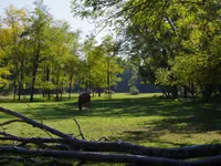 Ranch Blackyland - Manège et cours d'équitation - Genève - Bernex