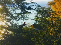 EQUILIBRE SOINS AUX ARBRES