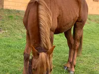 Manège du Mont