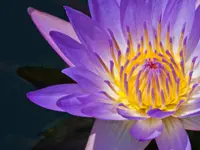 Integrative Naturheil-Astrologie-&Massage-Praxis Marian Frey