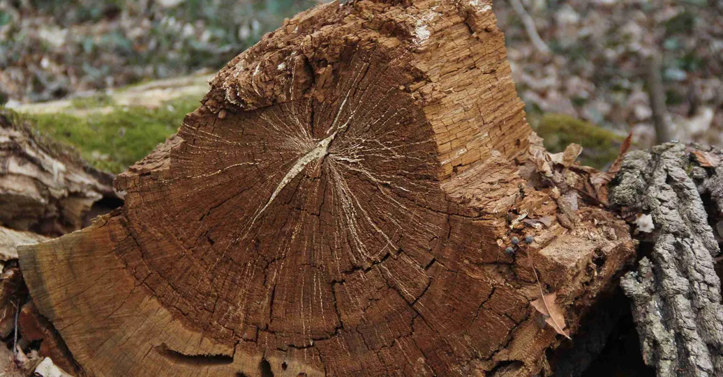 Arboristes-Conseils Sàrl