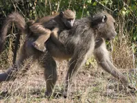 A + M Africa Tours GmbH