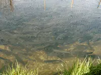 Bio Fish Valley SA - Klicken Sie, um das Bild 6 in einer Lightbox vergrössert darzustellen