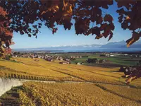 Cave du Treyblanc - Klicken Sie, um das Bild 2 in einer Lightbox vergrössert darzustellen