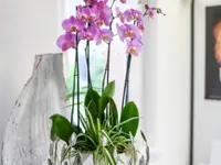 Perle de Vie