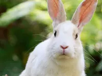 Zürcher Tierschutz
