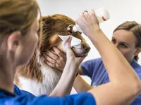 AniCura Tierklinik Thun AG - Klicken Sie, um das Bild 3 in einer Lightbox vergrössert darzustellen