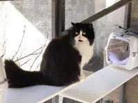 Hôtel pour chats 'Le Clozaley'