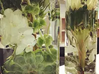 Rieder Fleurs