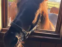 Ponyschür Schönau