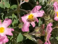 Sommer Gartenbau GmbH