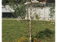Fondazione AVAD - Spitex Vallemaggia