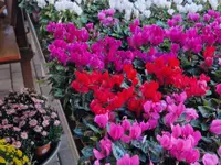 hollenstein blumengarten ag-Blumenshop-Gärtnerei-Gartenbau-Unterhalt-Grabpflege