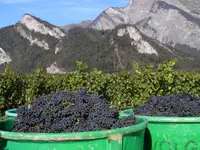 Weingut Jürg & Daniela - Klicken Sie, um das Bild 1 in einer Lightbox vergrössert darzustellen