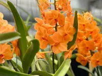 Orchidable di Andrea Martina