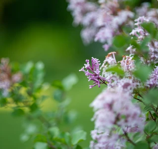 Gerber Gärten AG / Gerber Blumen