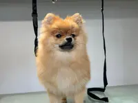 Hundesalon Isidora