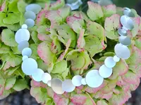 Schär - Uhren & Schmuckwerkstatt