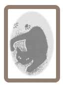 Kleintierpraxis Katzenpension-Logo