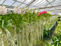 Orchidable di Andrea Martina