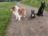 Focus Dogs Hundeschule KlG