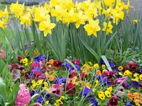 Blumenhaus Erni